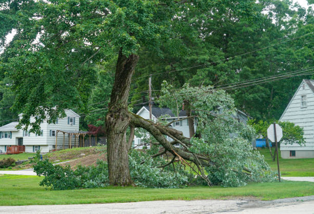 Reliable Fultondale, AL Tree Services Solutions